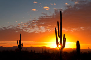 Giant cactuses in Arizona